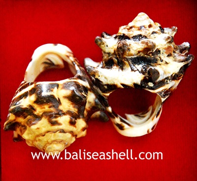 Ring Shell Natural Jewelry From Indonesia
