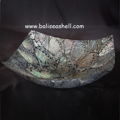 shell abalone squere