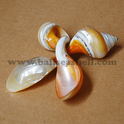 natural spoon from shell turbo