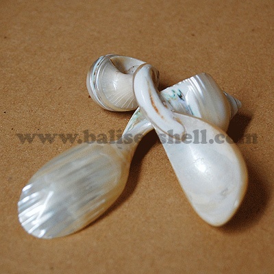spoon made from turbo shell phetolatus