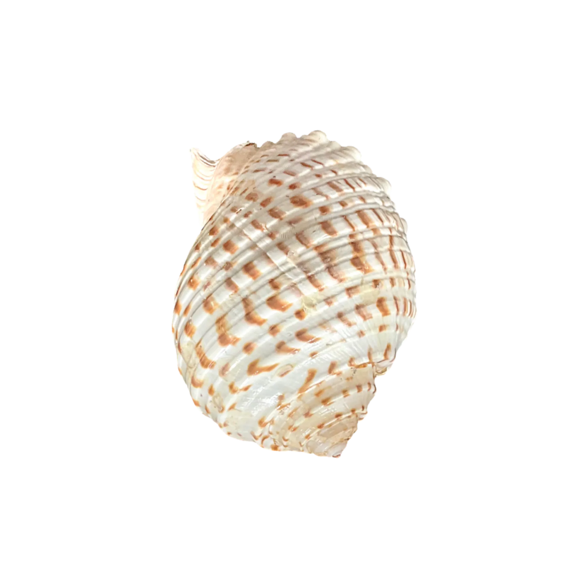 Tonna tessellata