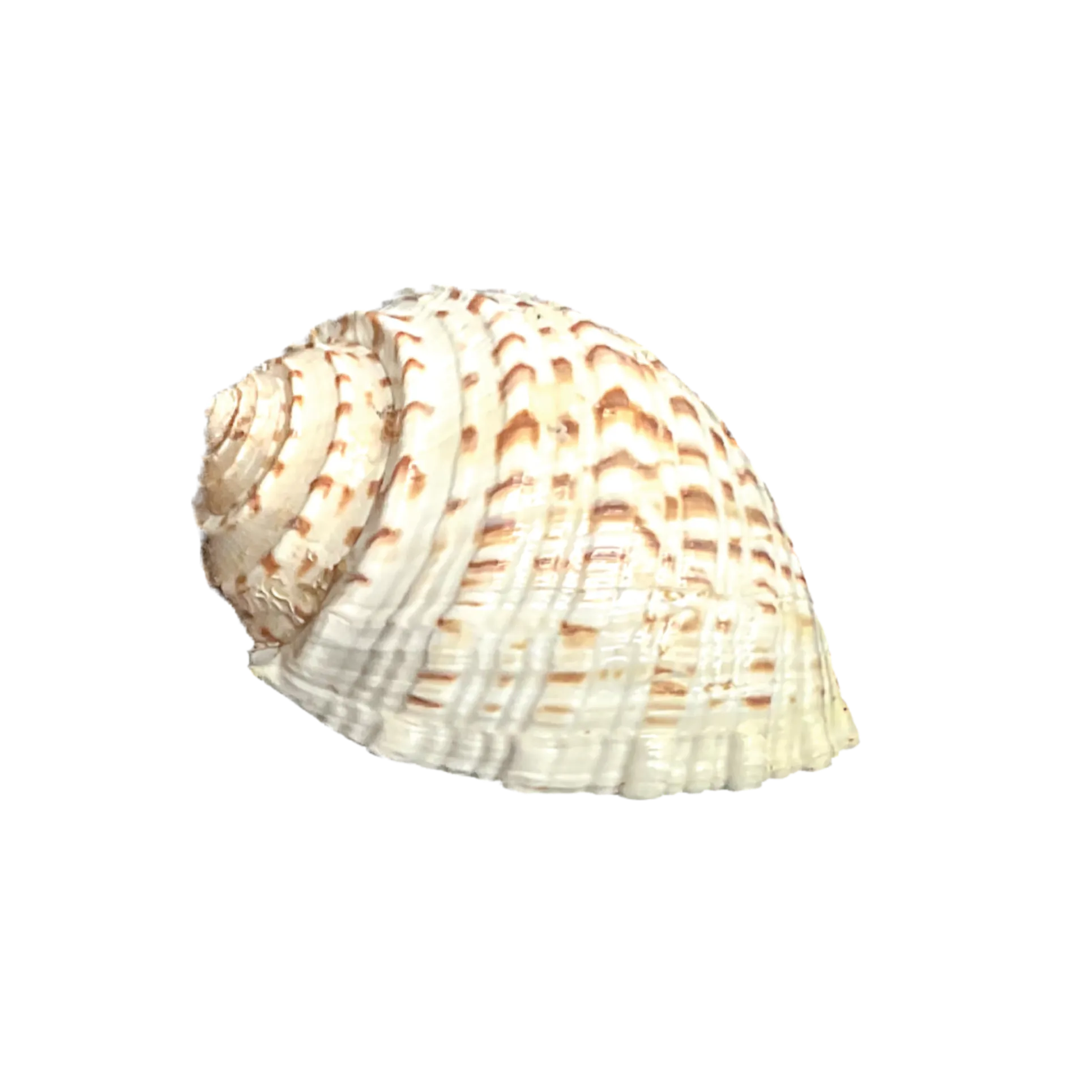 Tonna tessellata
