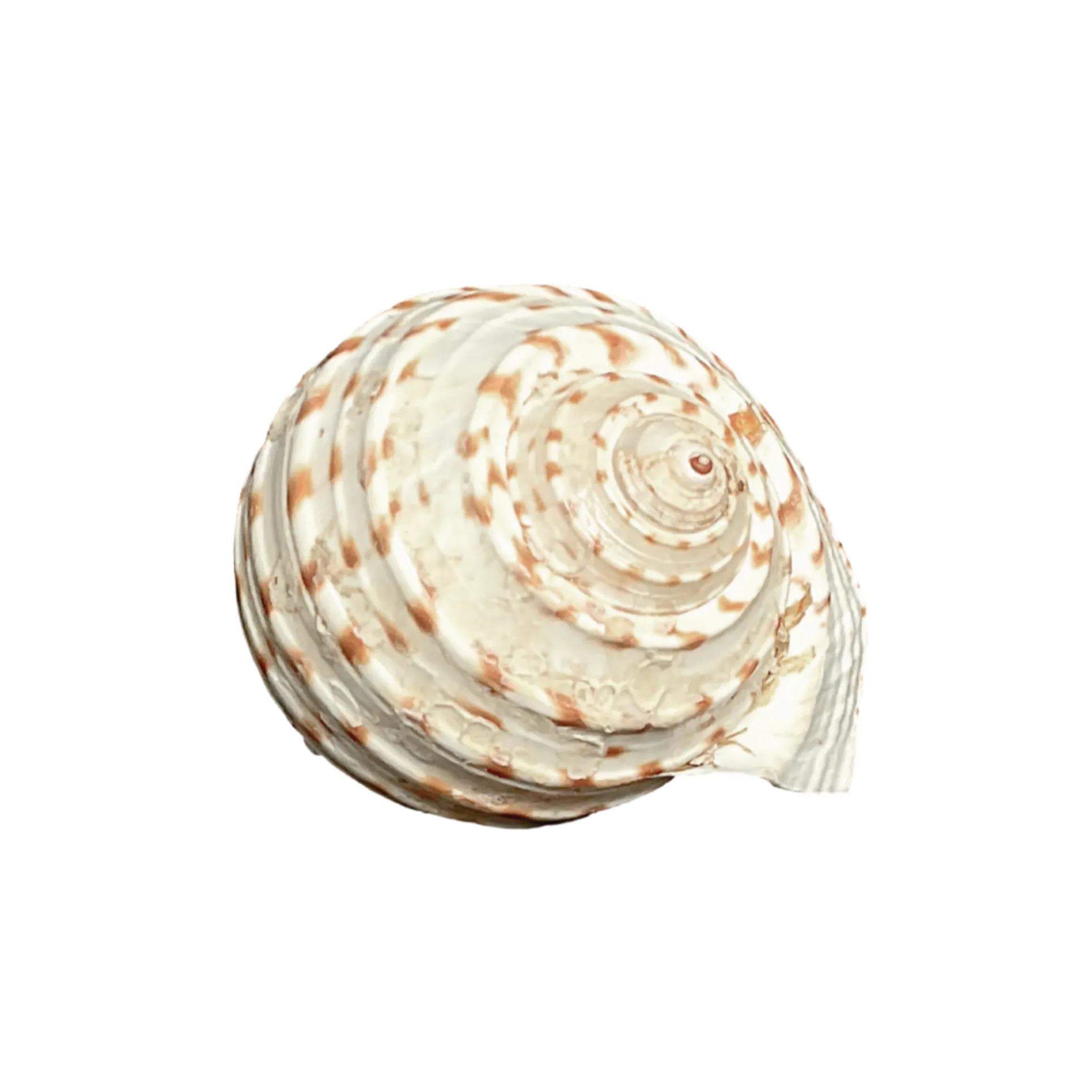 Tonna tessellata
