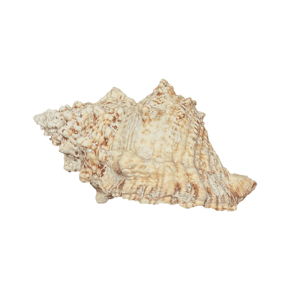 Bursa bobo
