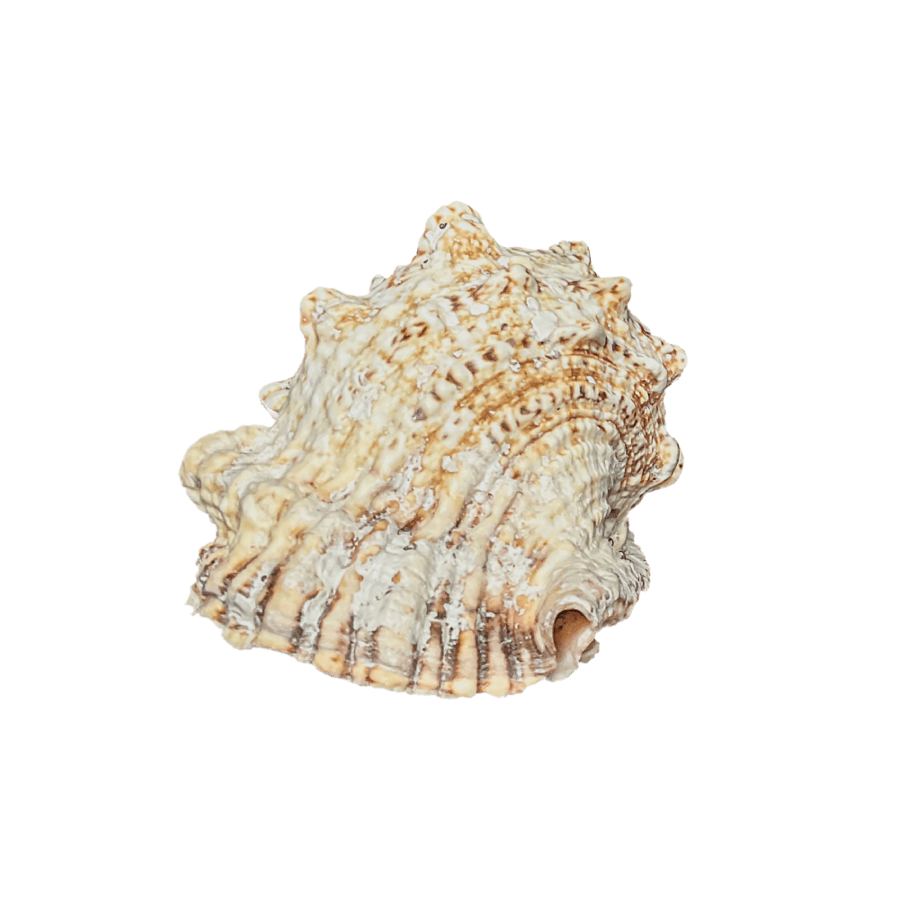 Bursa bobo