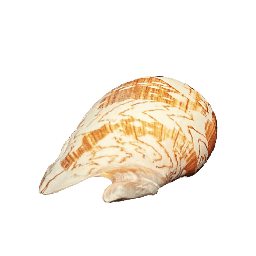 Cymbiola Nobilis