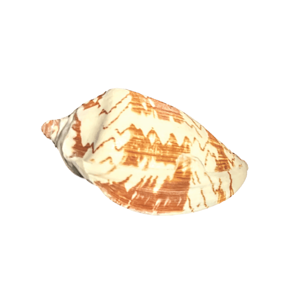 Cymbiola Nobilis