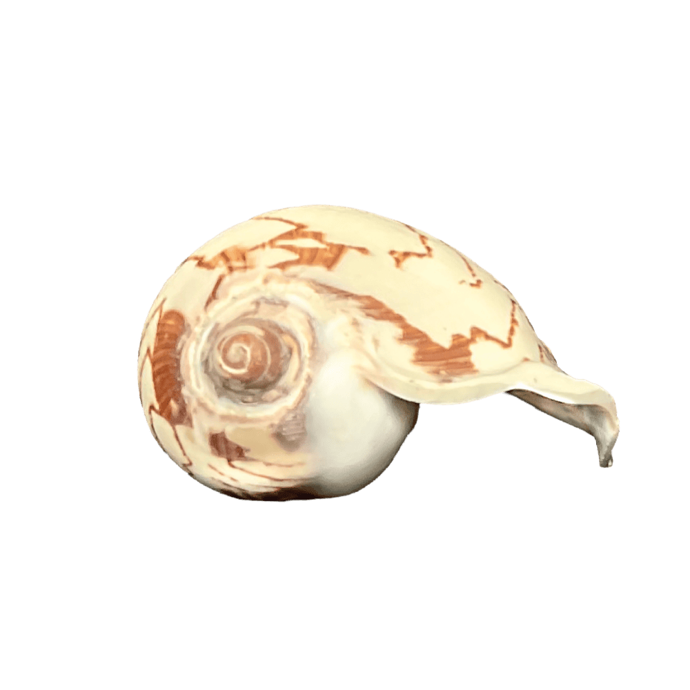 Cymbiola Nobilis