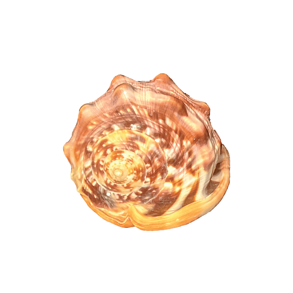 Cypraecassis rufa