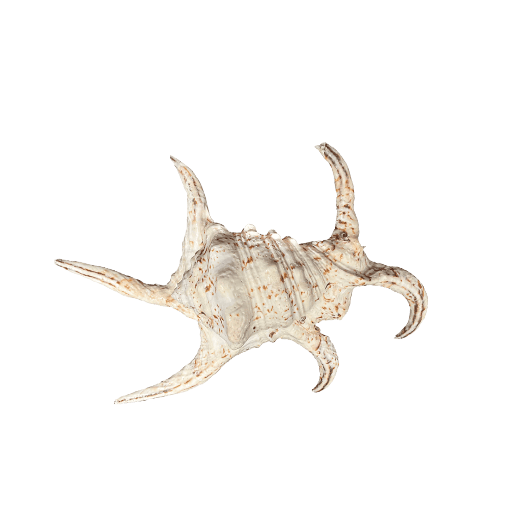 Lambis Chiragra