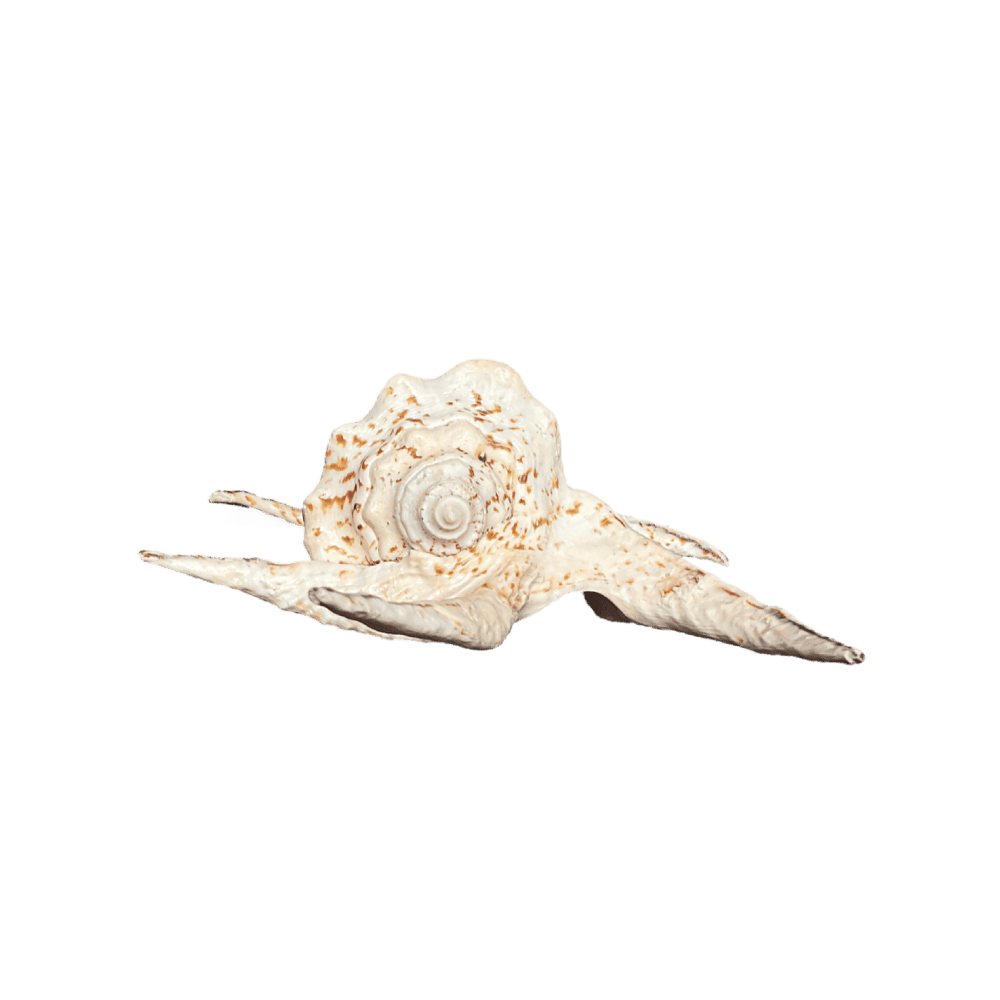 Lambis Chiragra