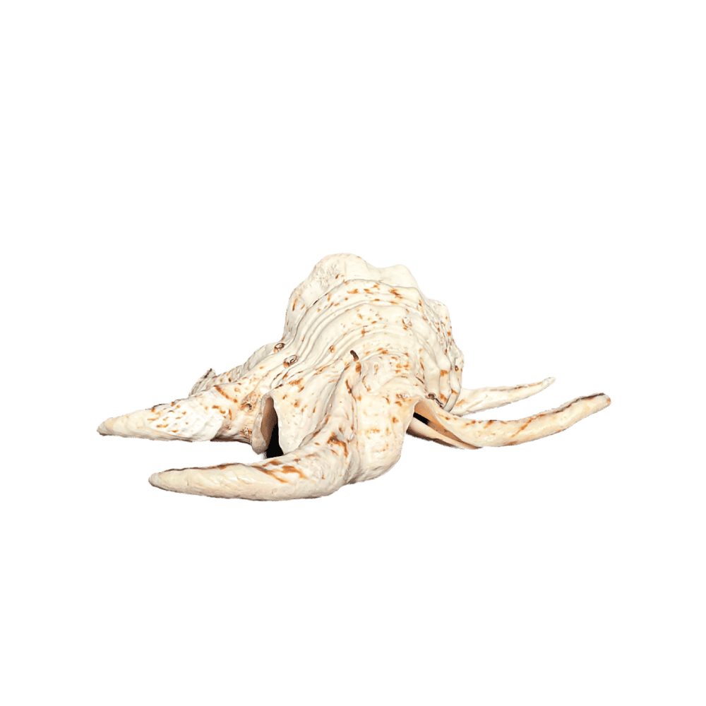 Lambis Chiragra