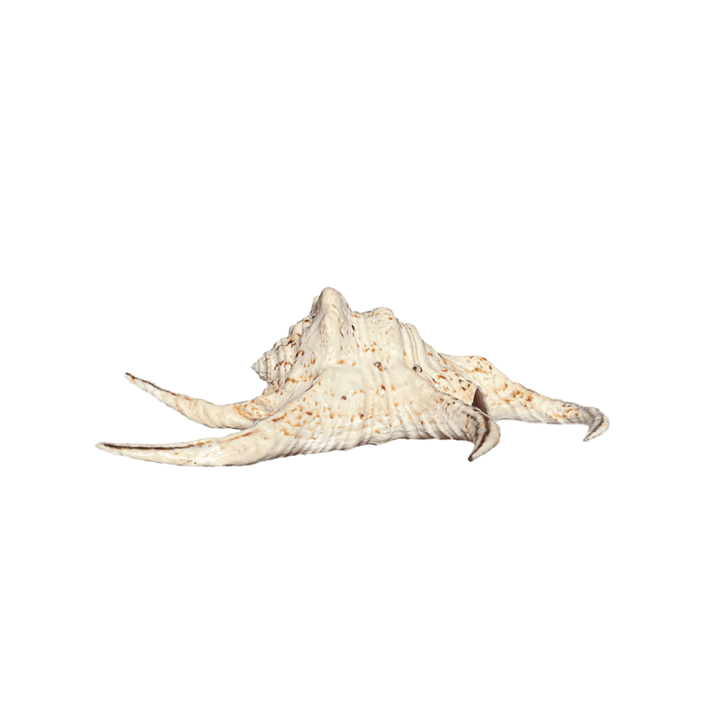 Lambis Chiragra