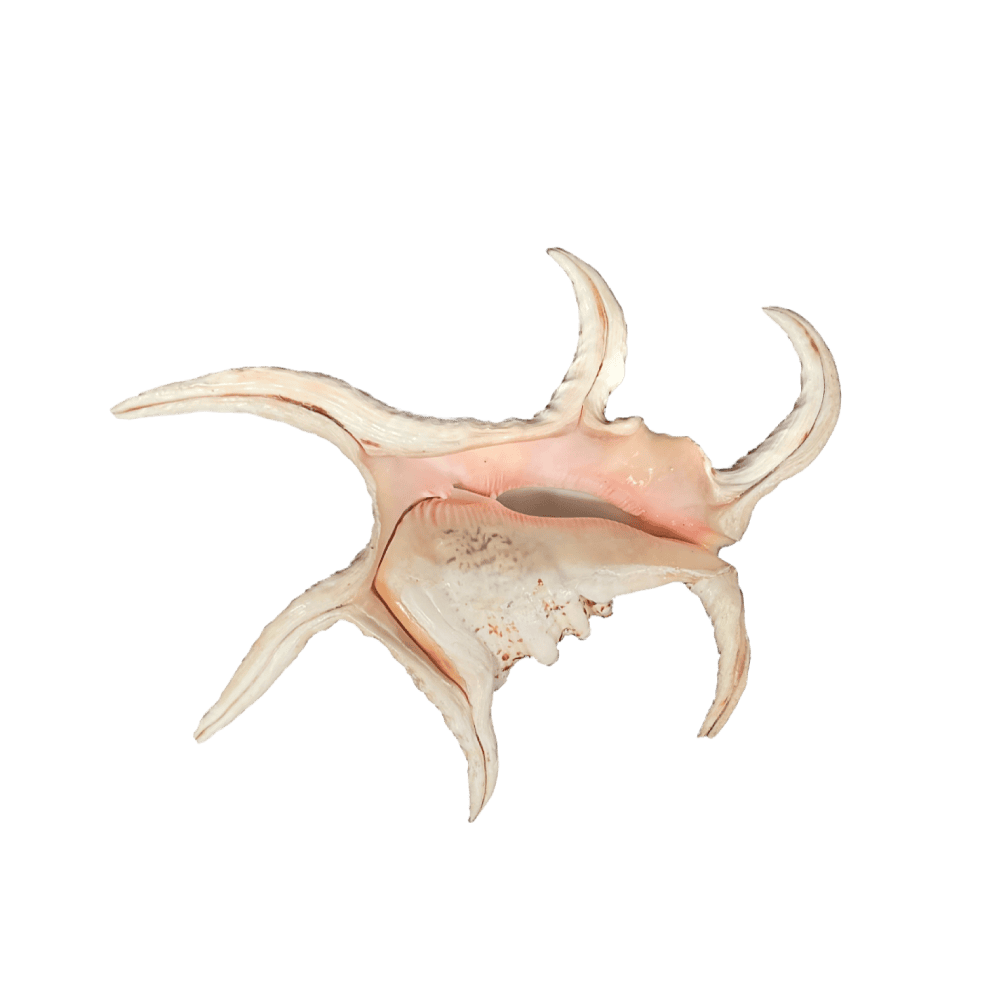 Lambis Chiragra