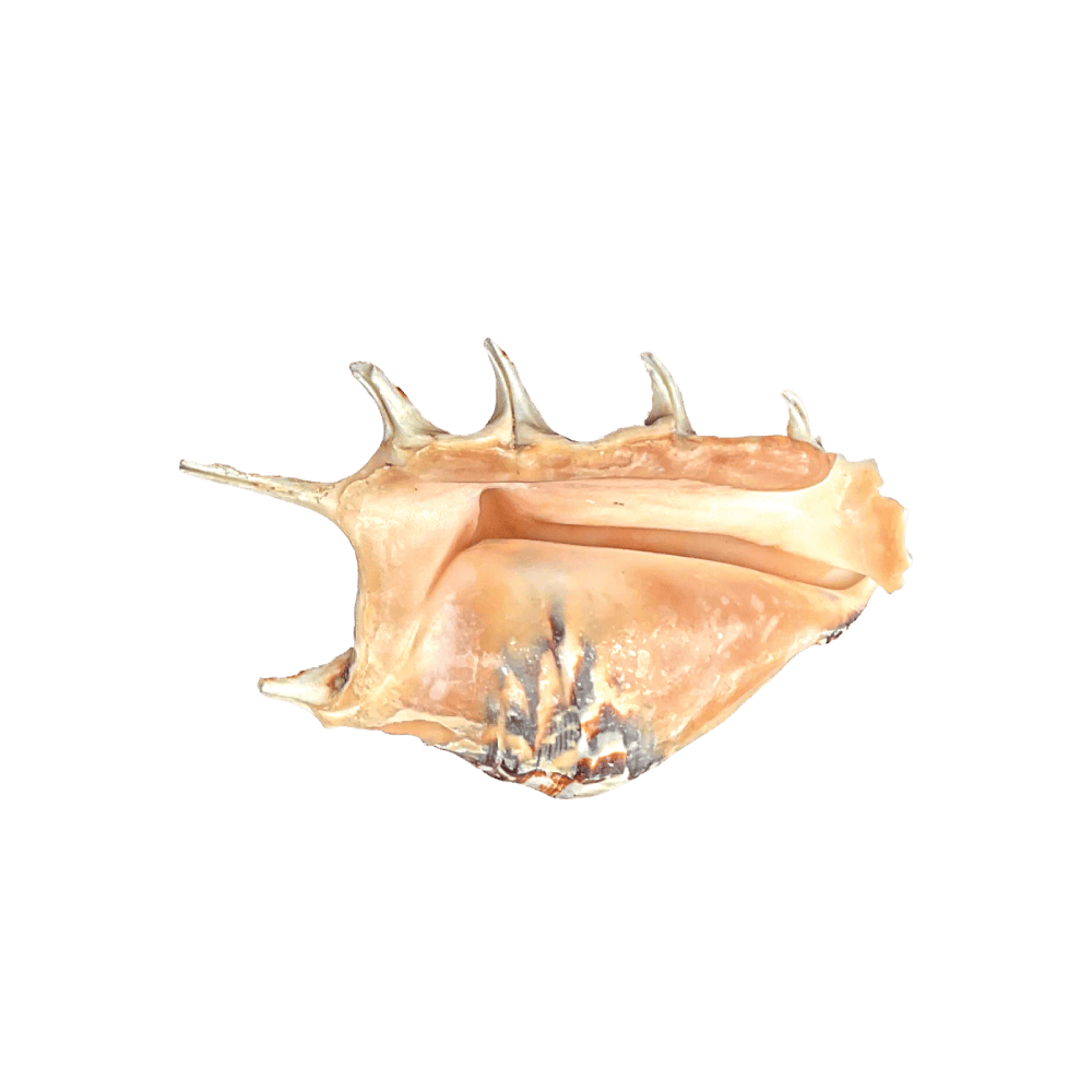 Lambis Lambis A