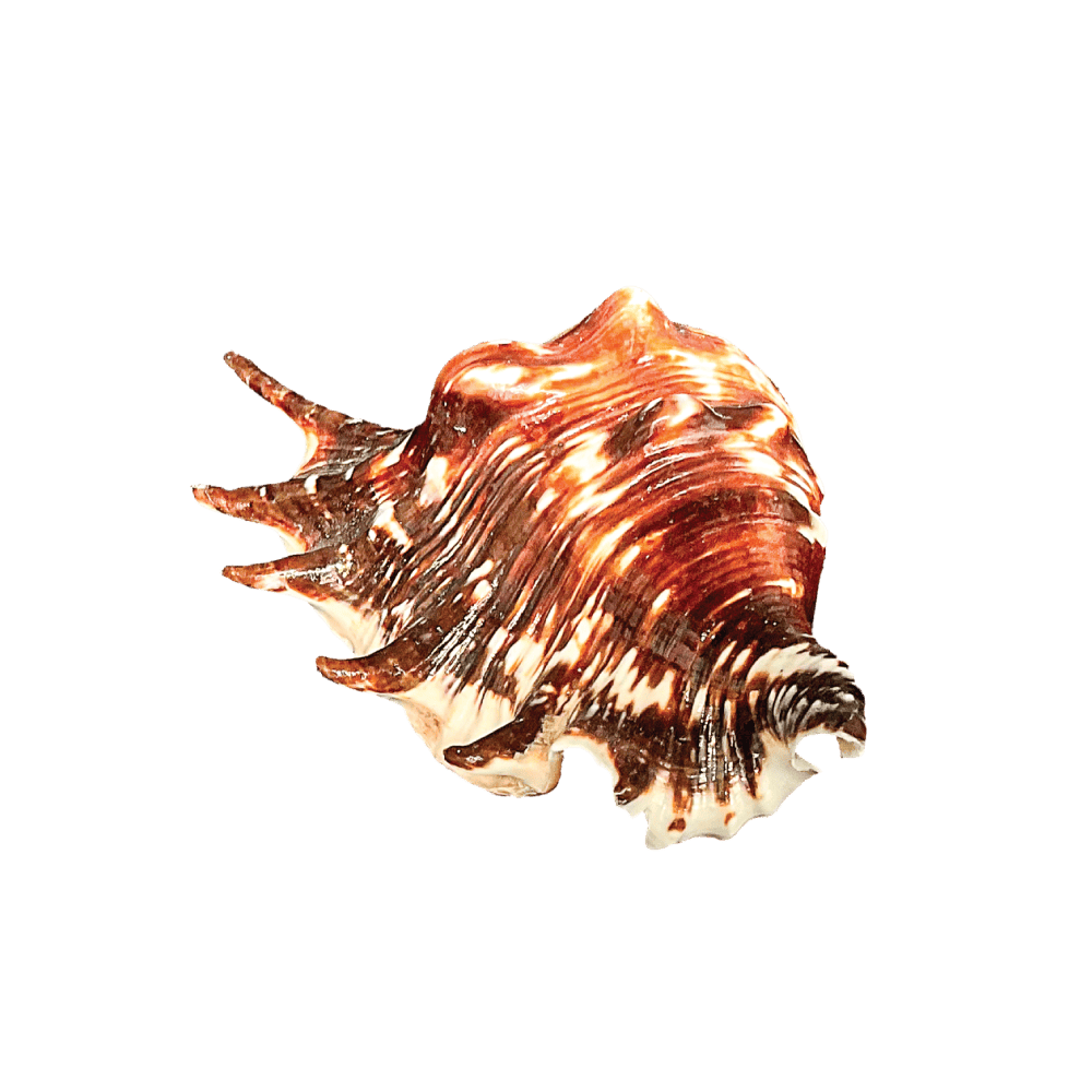 Lambis Lambis A