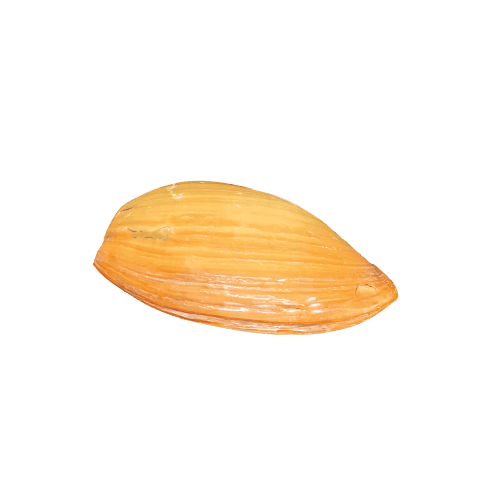 Melo (Melocorona) sp