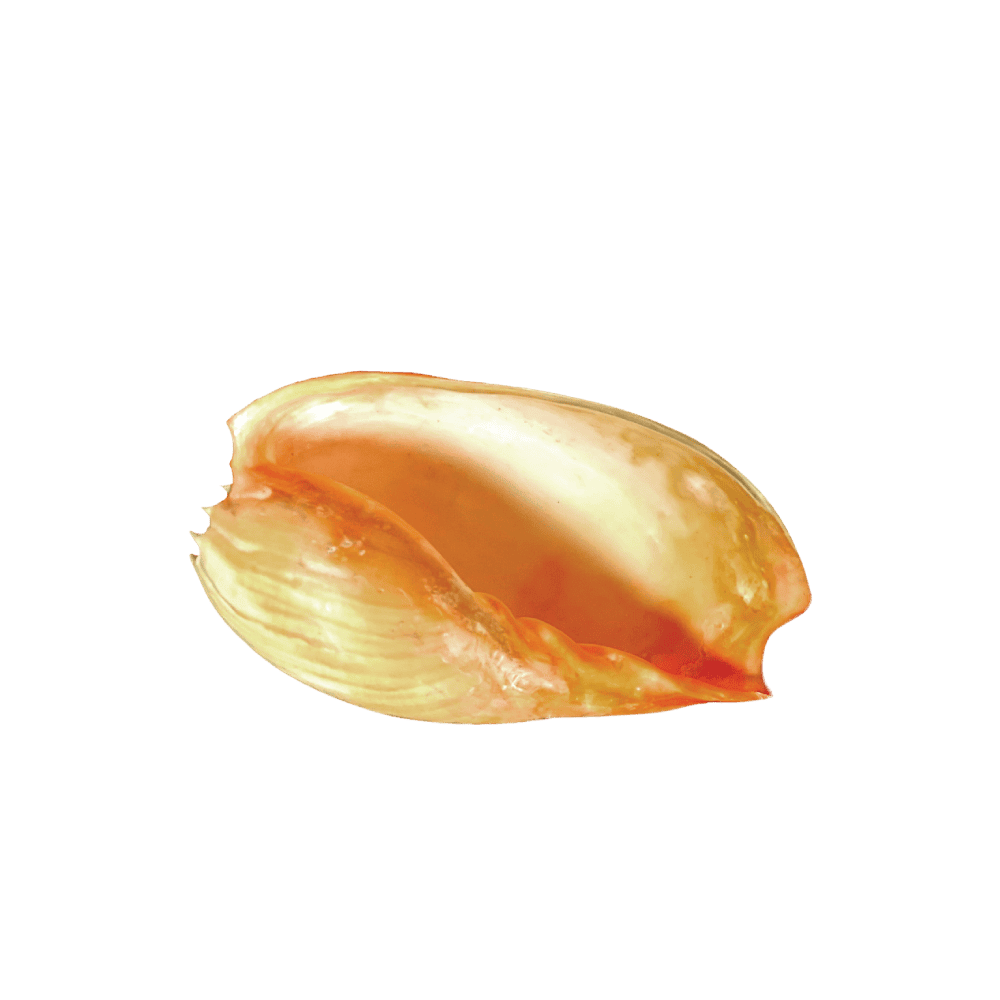 Melo (Melocorona) sp