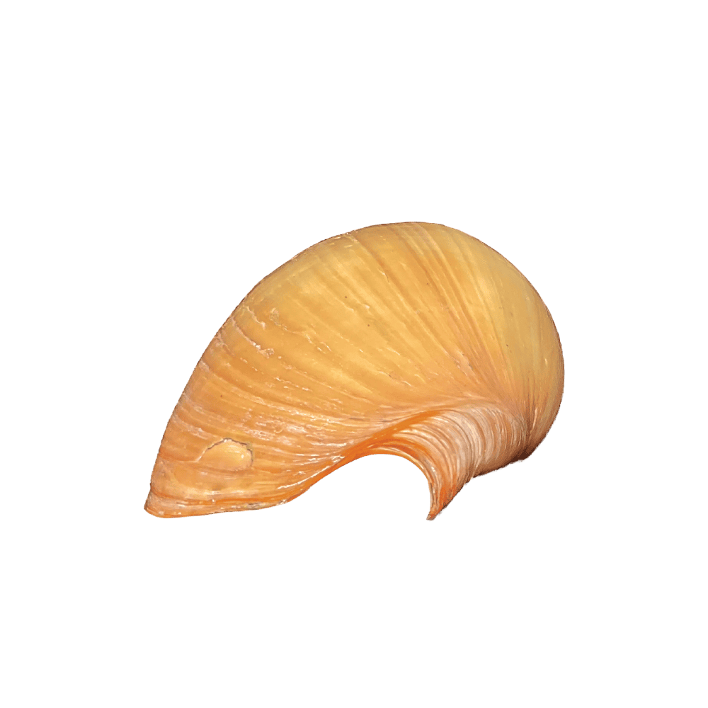 Melo (Melocorona) sp