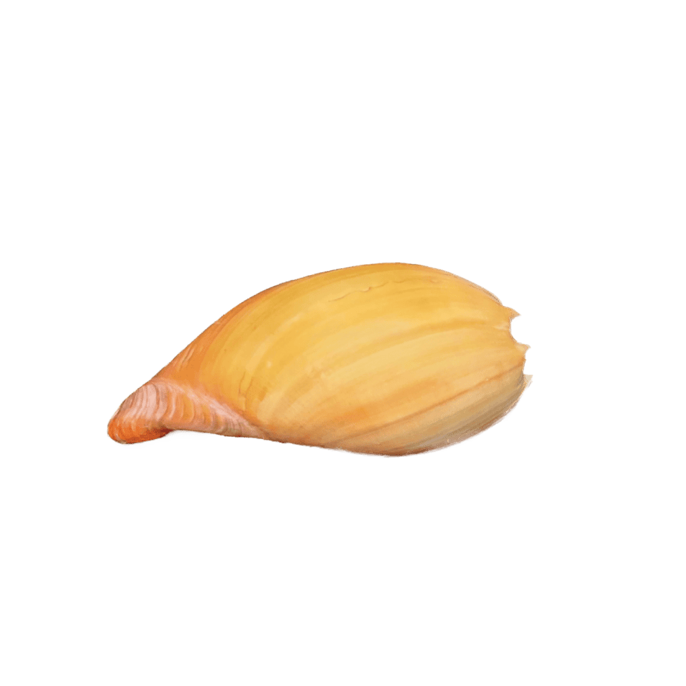 Melo (Melocorona) sp