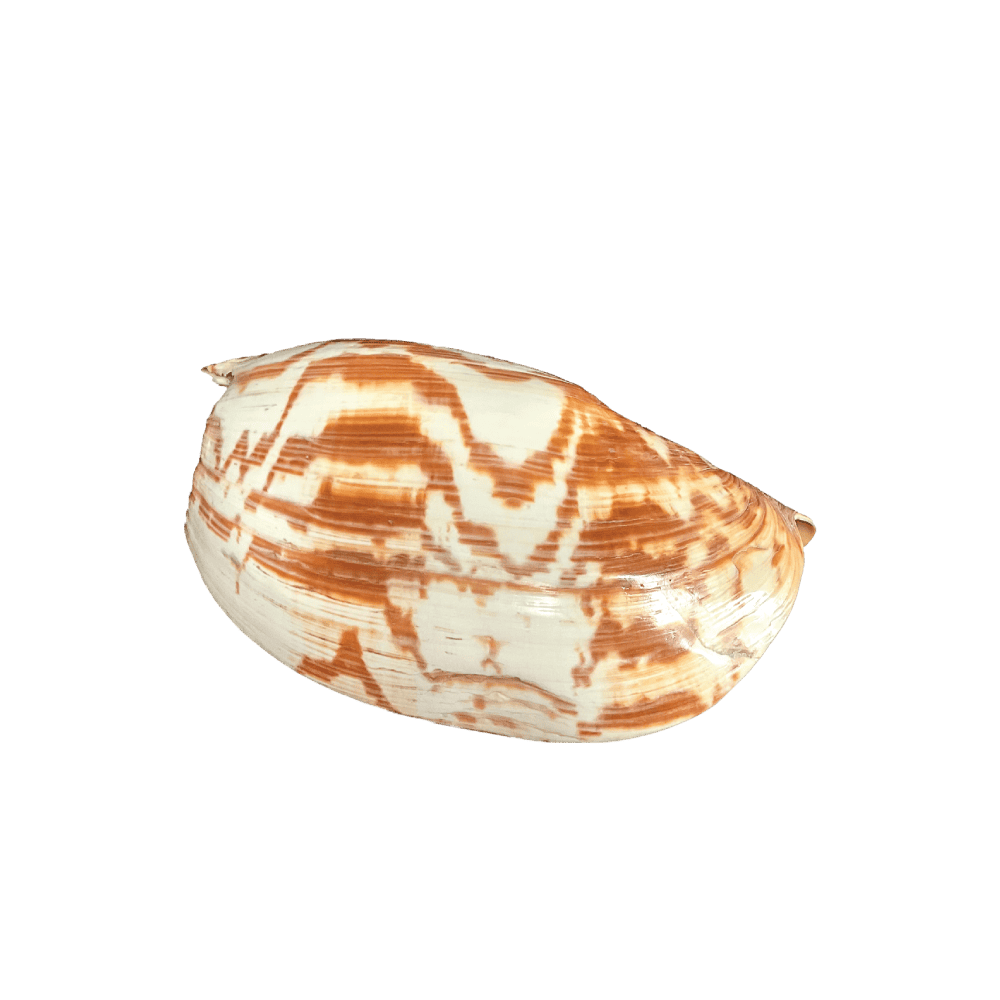 Melo Umbilicatus C