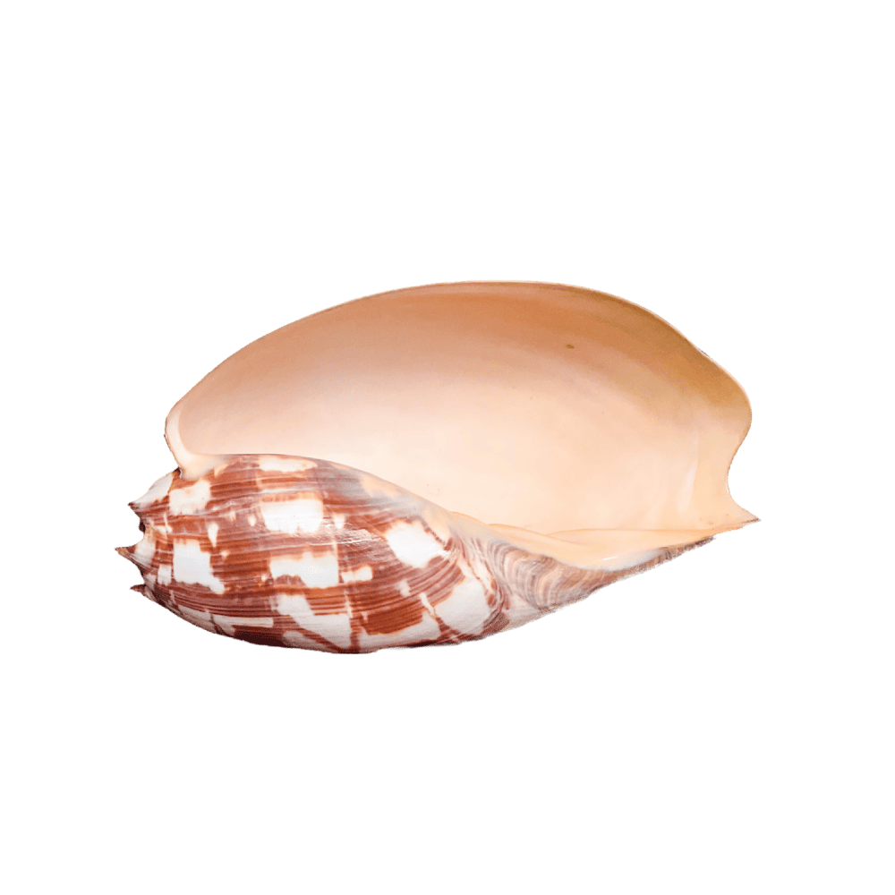 Melo Umbilicatus C