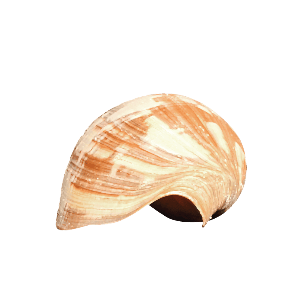Melo Umbilicatus C