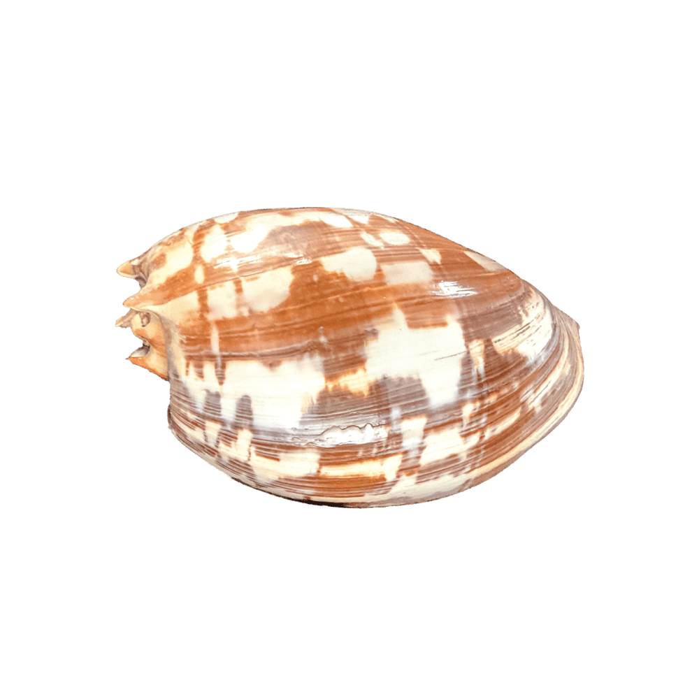 Melo Umbilicatus C