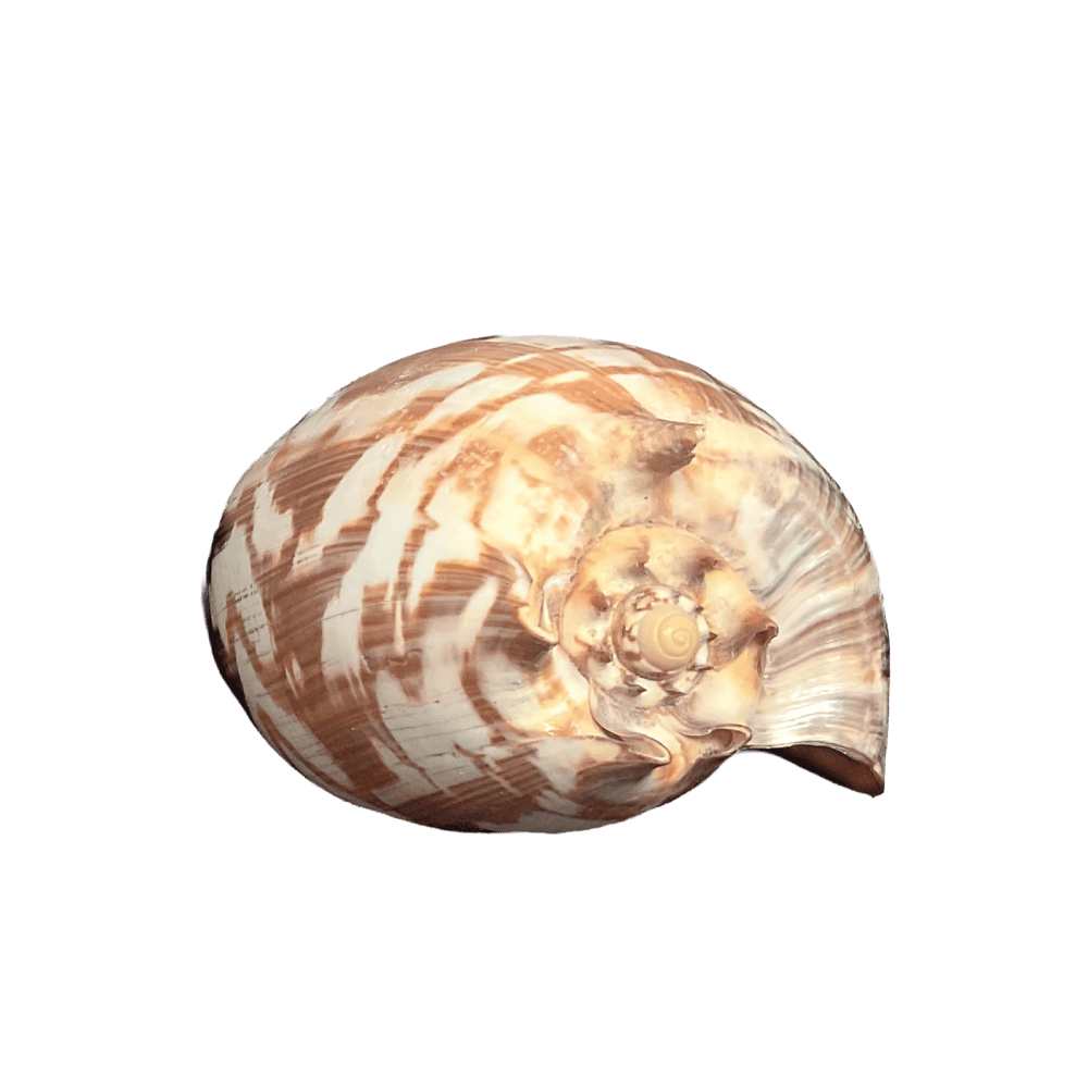 Melo Umbilicatus C