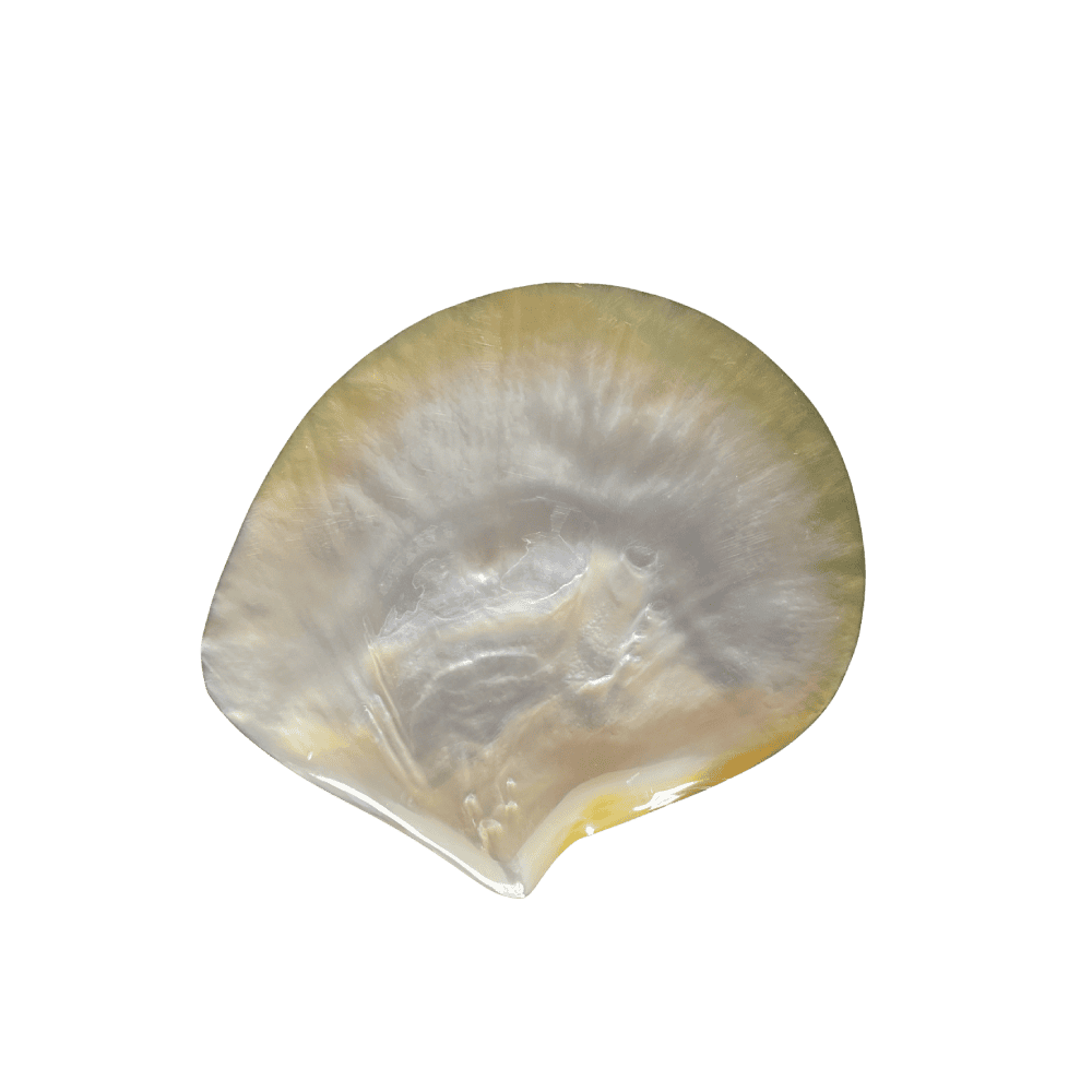 Pinctada Maxima A