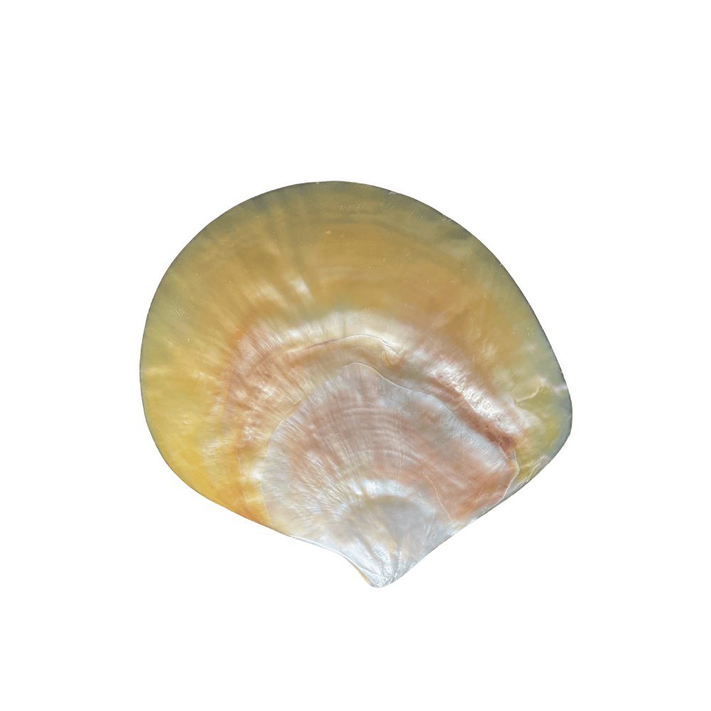Pinctada Maxima A