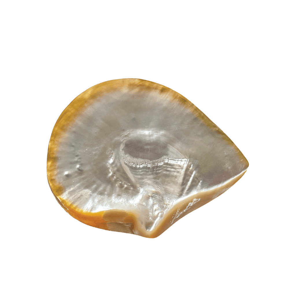 Pinctada Maxima B