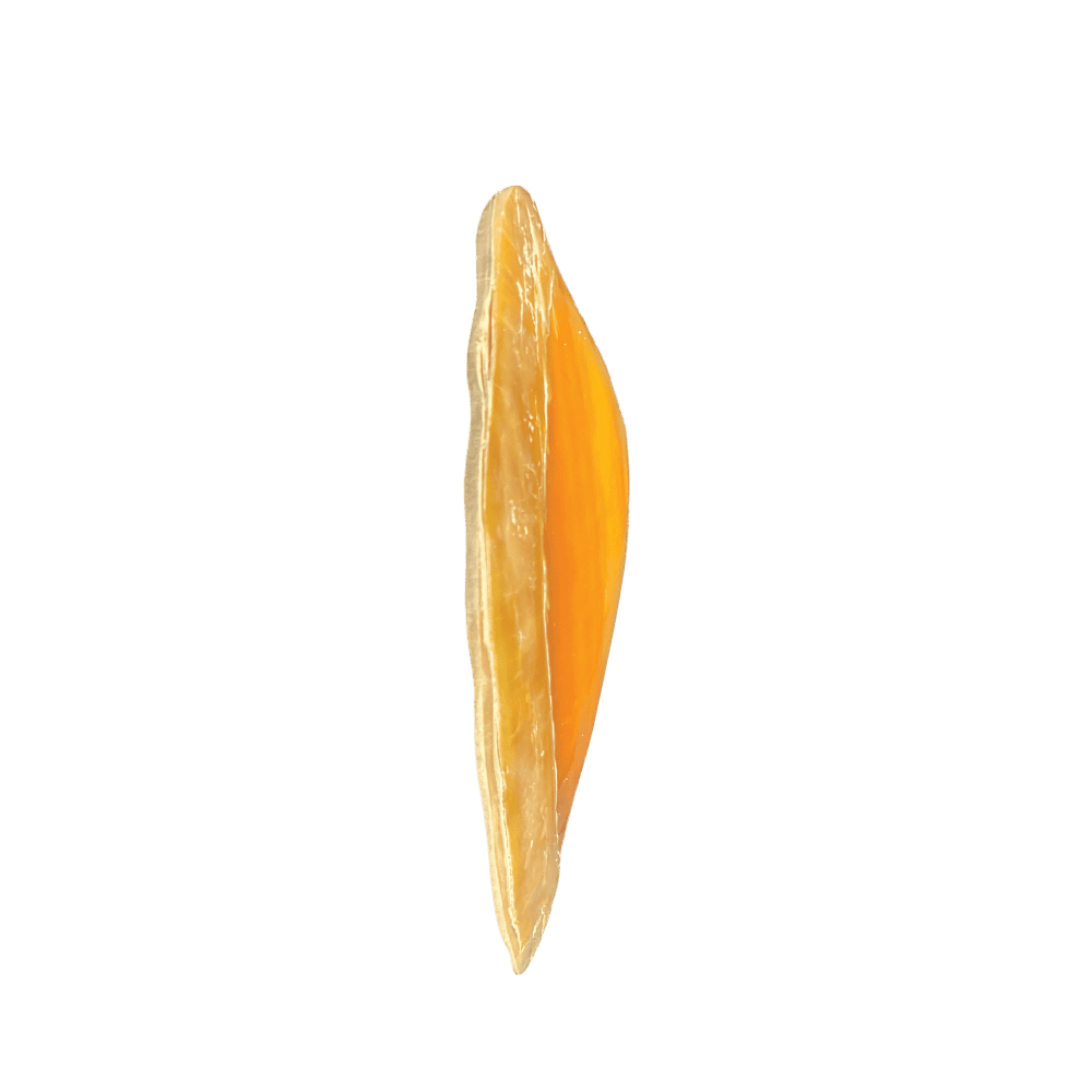 Pinctada Maxima B