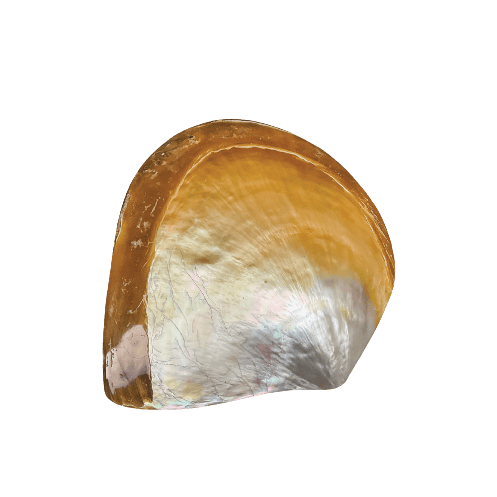 Pinctada Maxima B