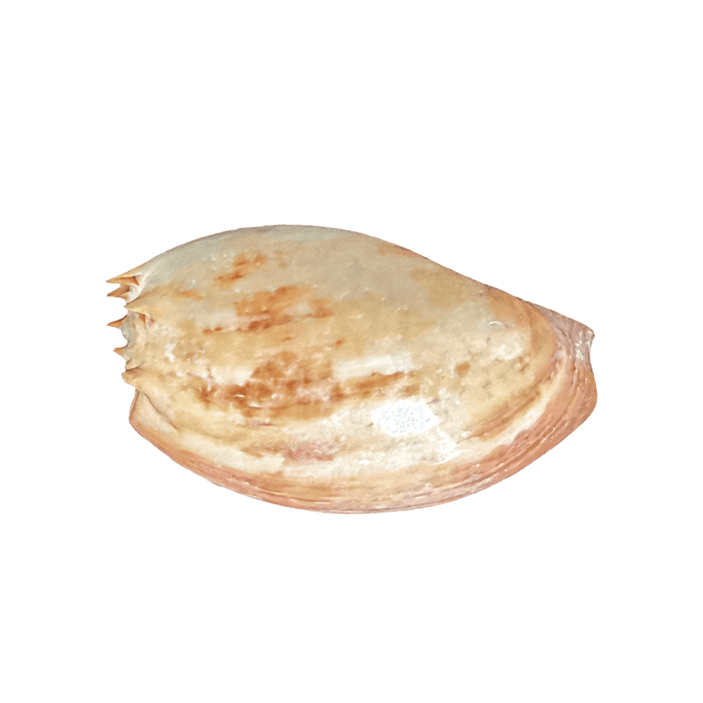 Melo Amphora