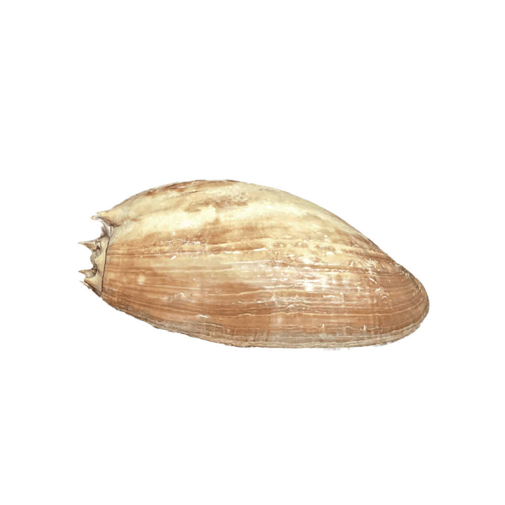 Melo Amphora