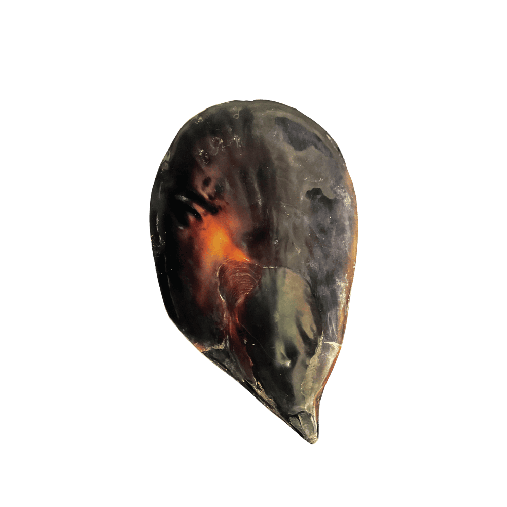 Pinna Bicolor