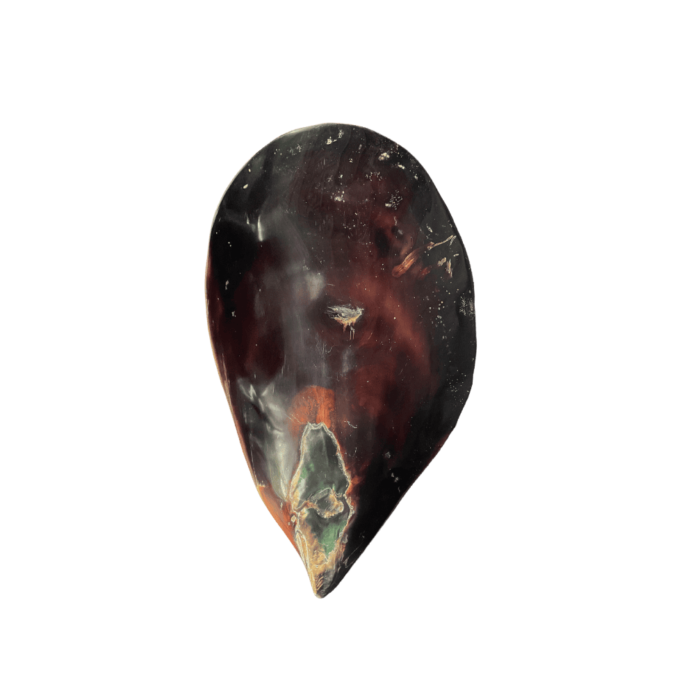 Pinna Bicolor