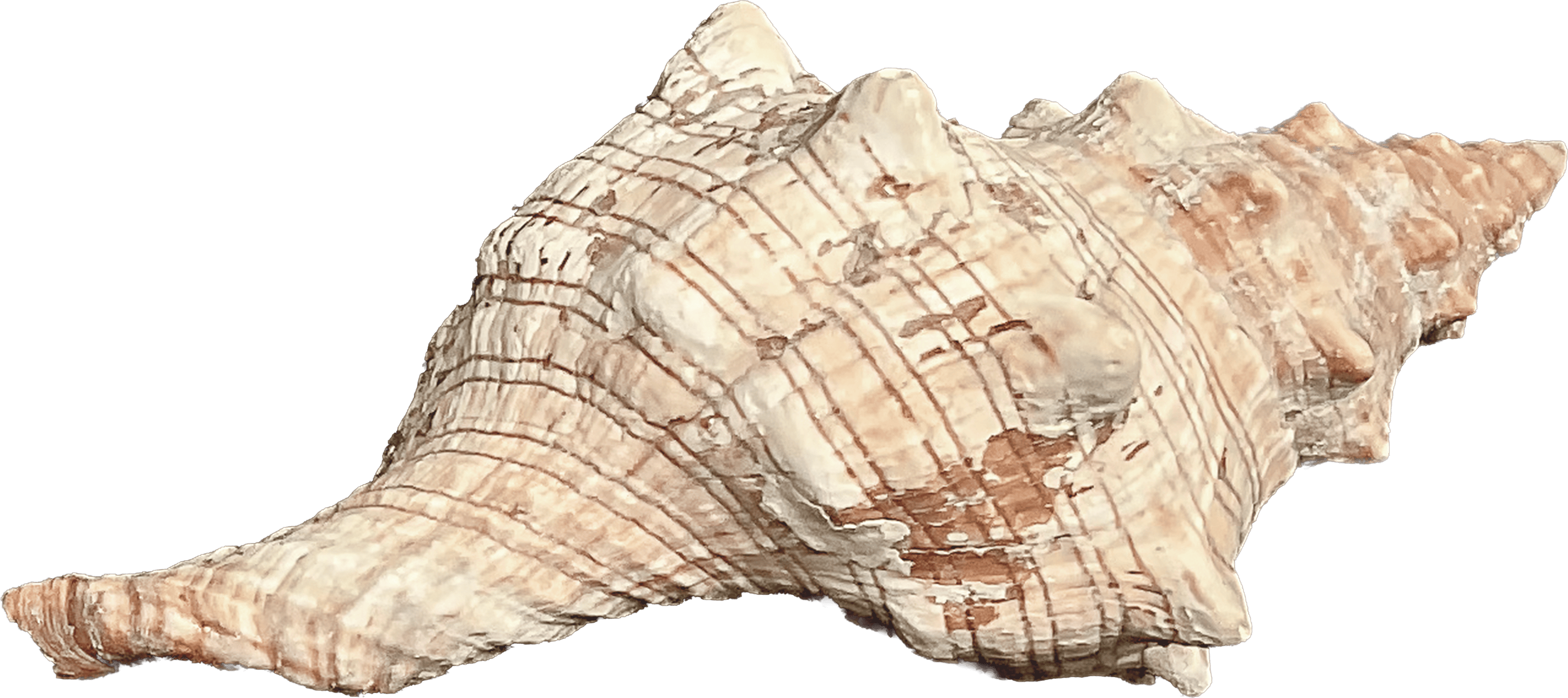 Pleuroploca Trapezium B