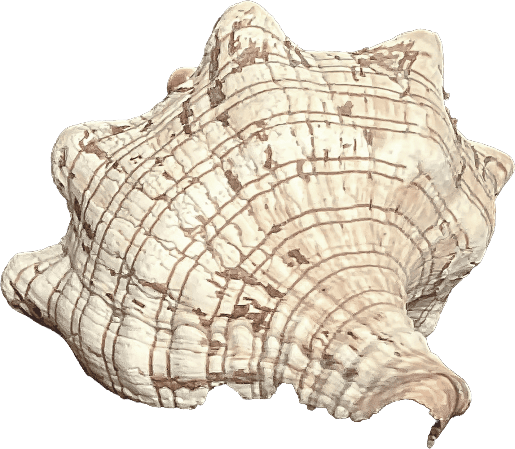 Pleuroploca Trapezium B