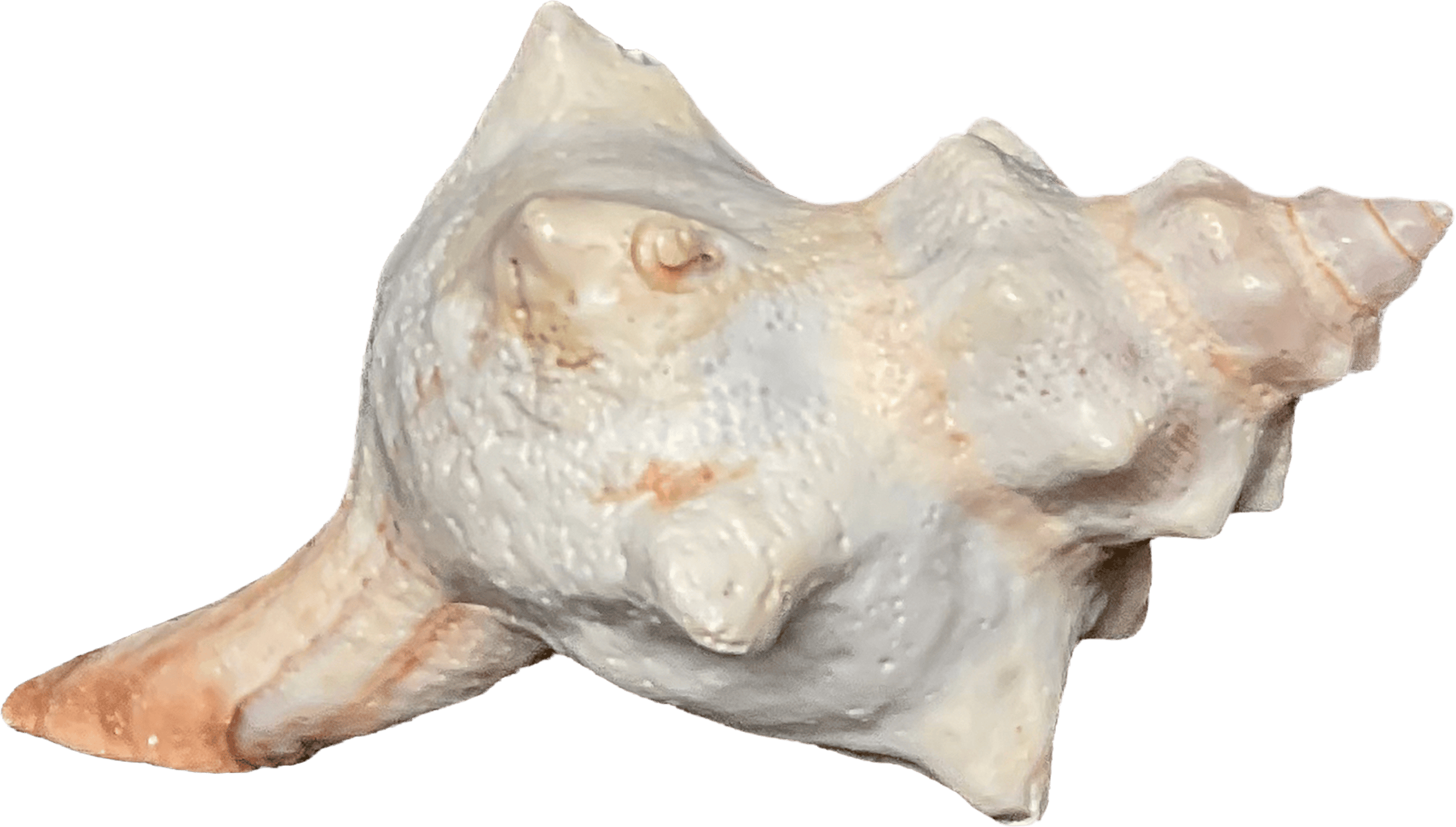 Pleuroploca Trapezium B