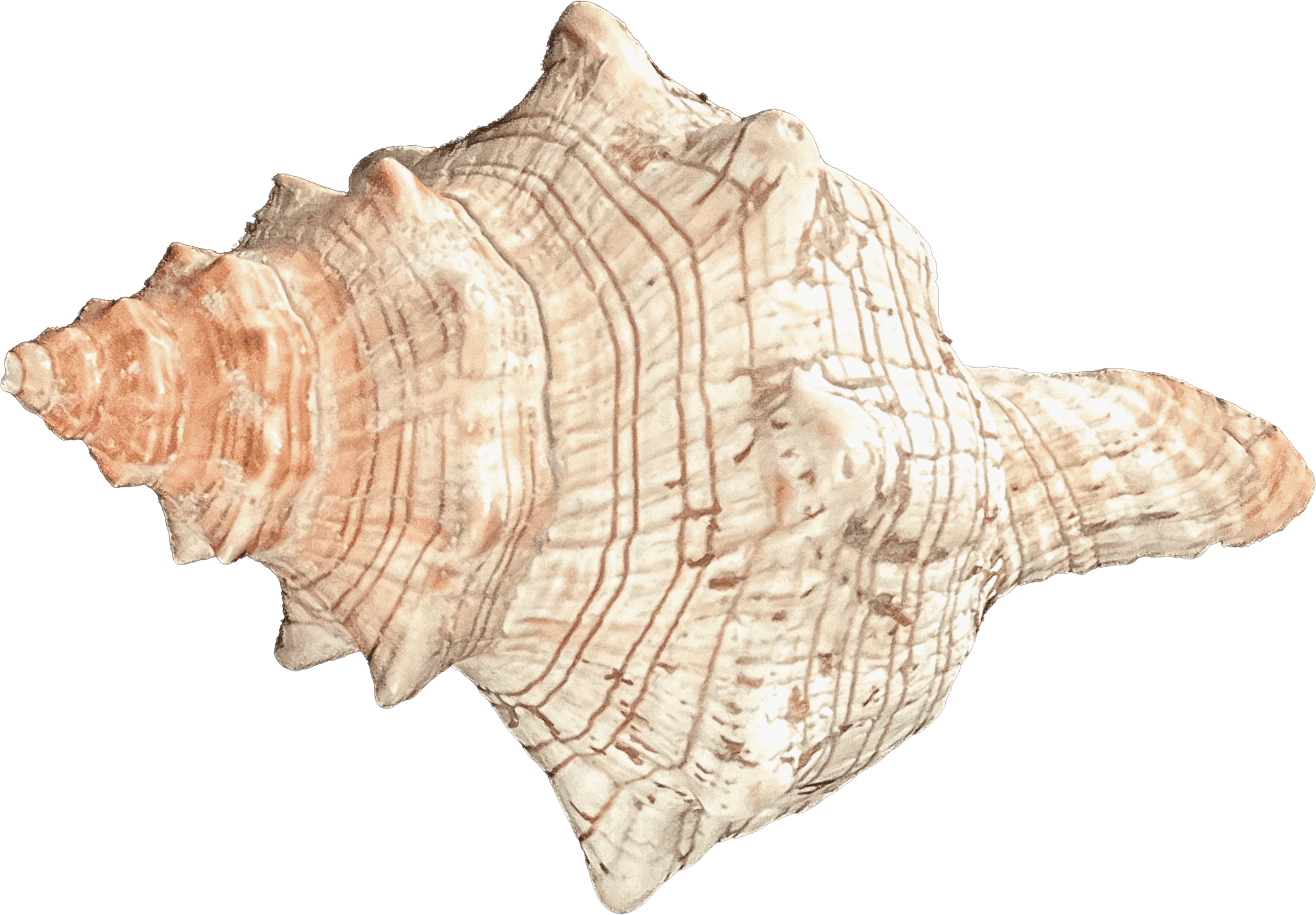 Pleuroploca Trapezium B