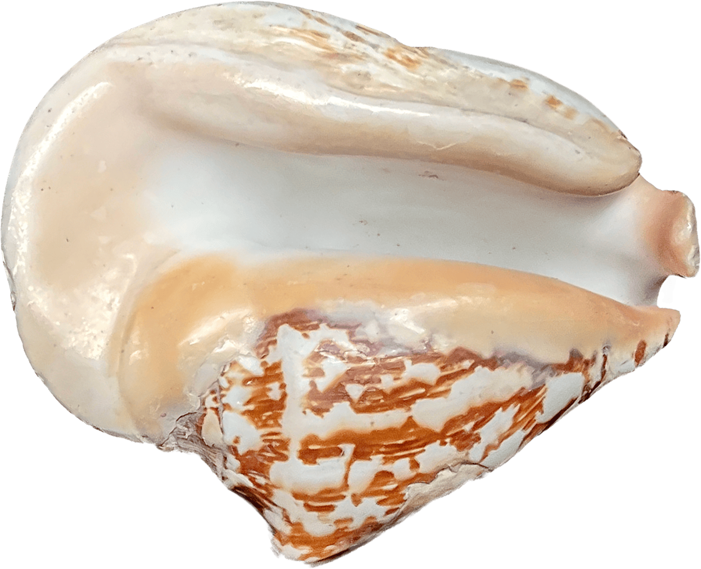 Strombus Latissimus