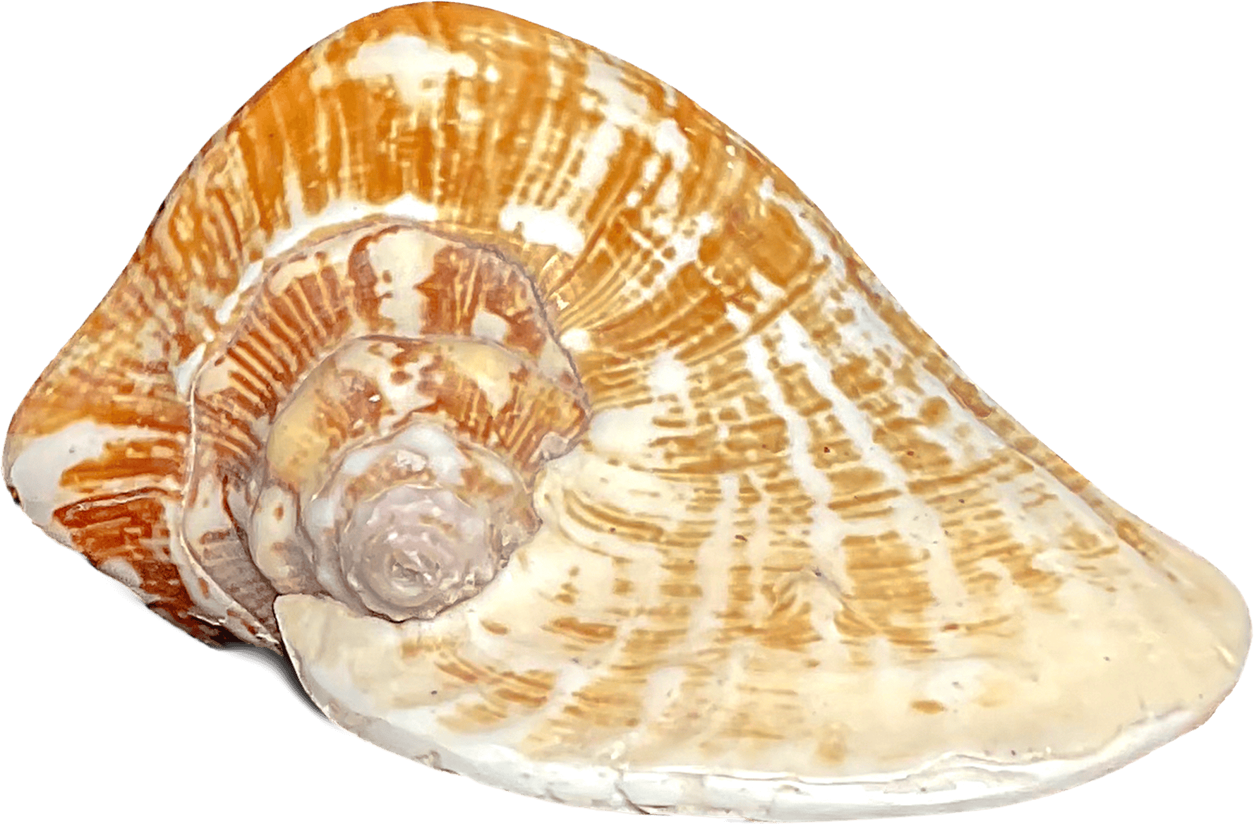 Strombus Latissimus