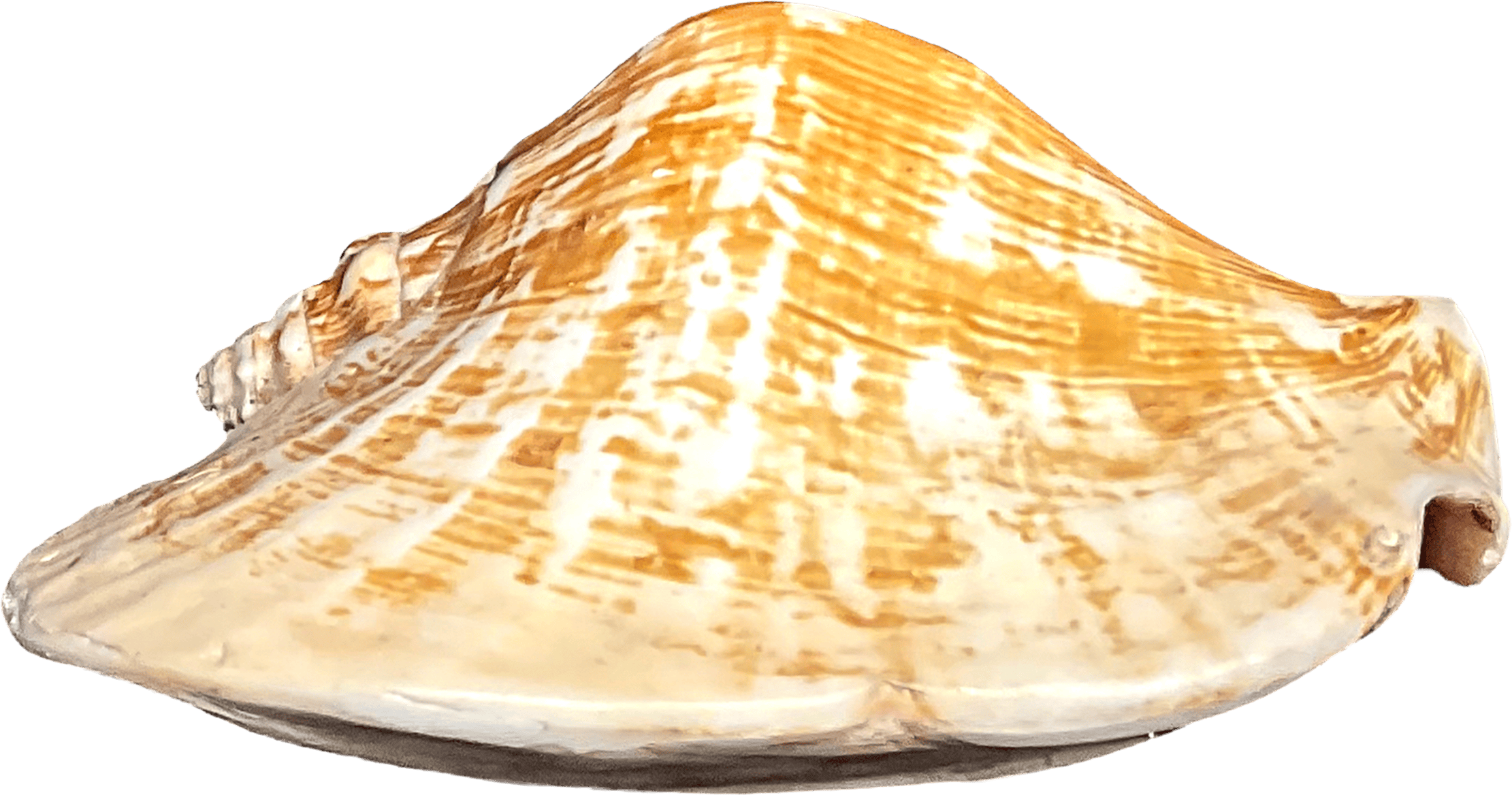 Strombus Latissimus