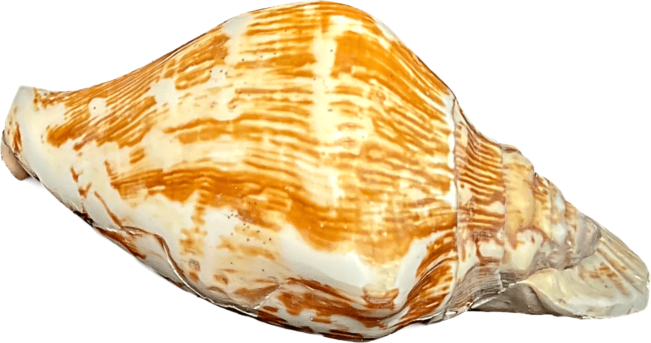 Strombus Latissimus