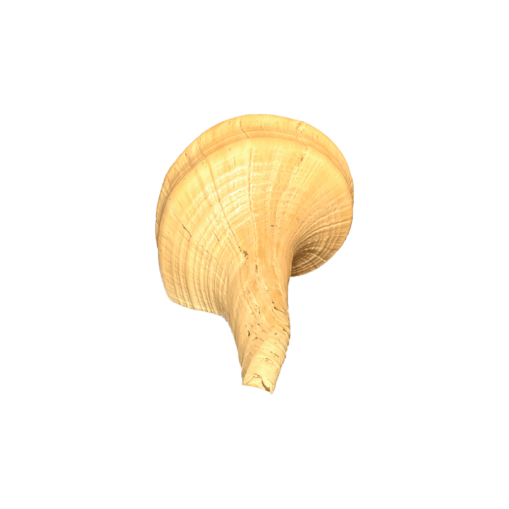 Syrinx Aruanus