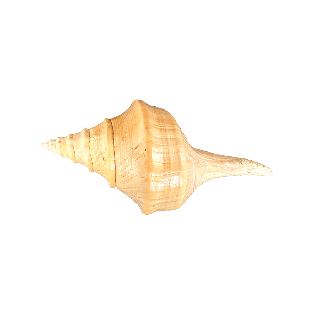 Syrinx Aruanus
