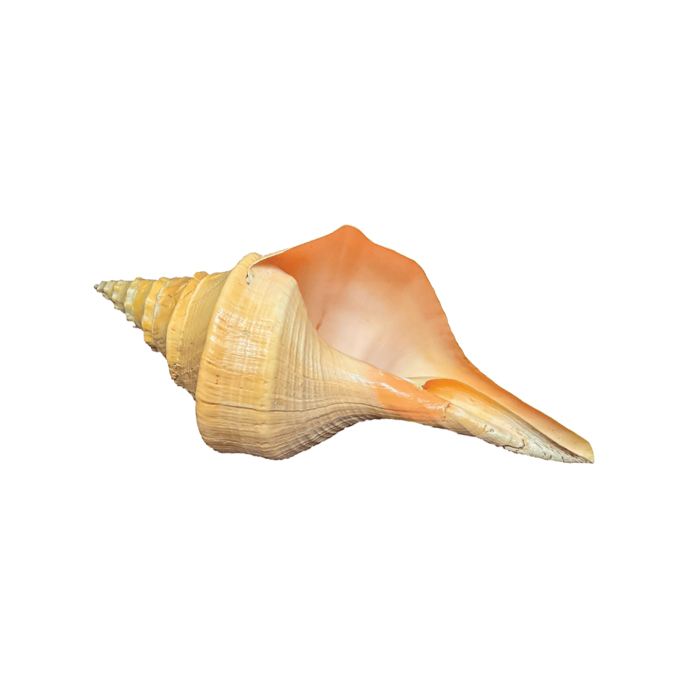 Syrinx Aruanus