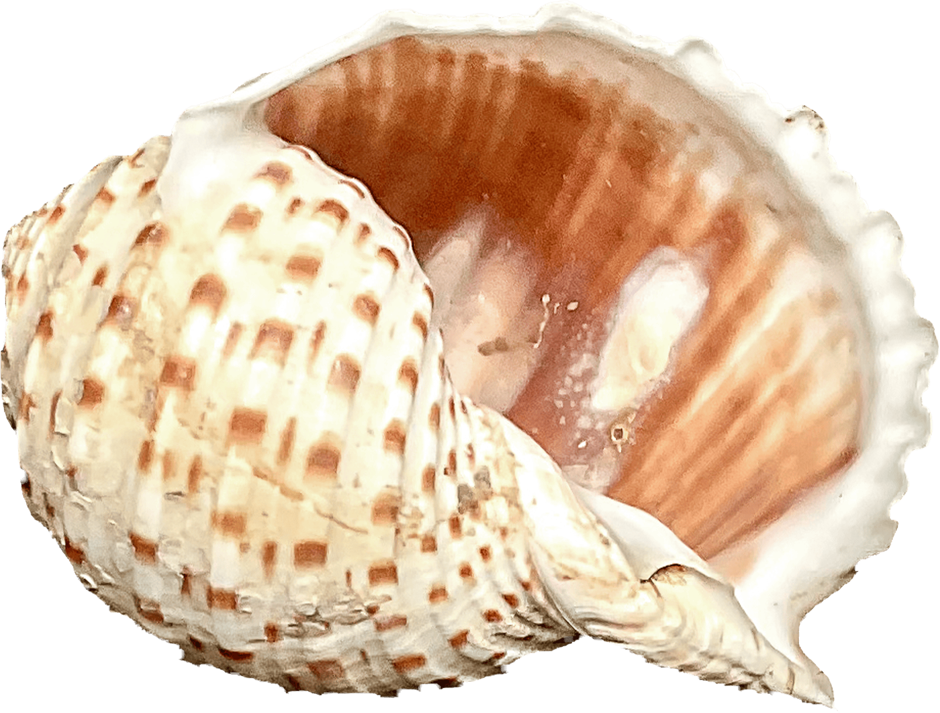 Tonna tessellata